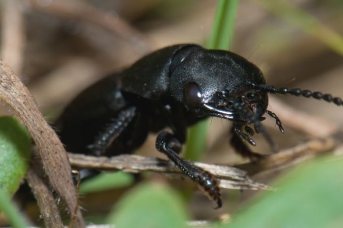 Schwarzer Moderkäfer (Ocypus olens)