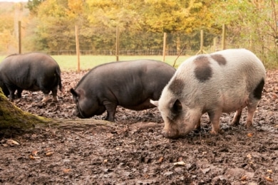 Verschiedene Schweinerassen