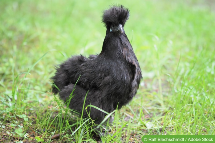 Schwarzes Seidenhuhn