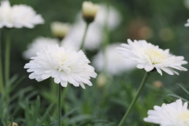 Blühende winterharte Pflanzen - Strauchmargerite (Argyranthemum frutescens)