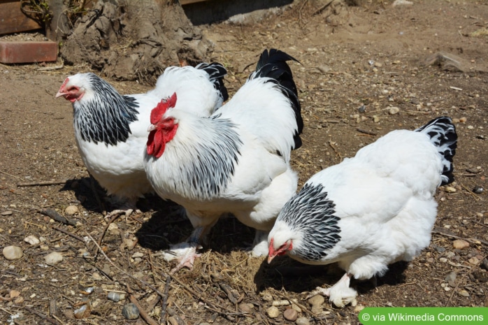 Sundheimer - Hahn und zwei Hennen
