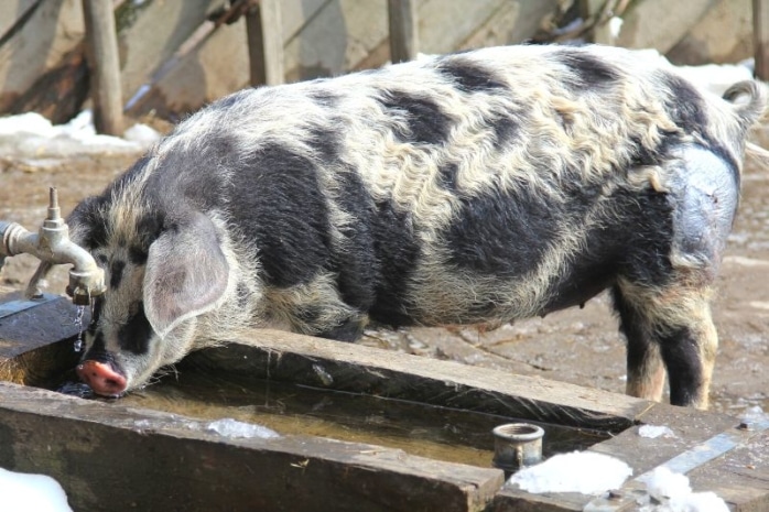 Turopolje-Schwein an der Tränke