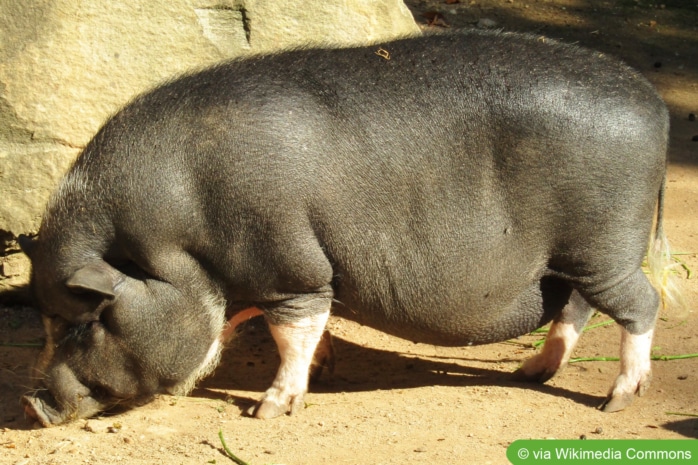 Vietnamesisches Hängebauchschwein