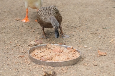 Was dürfen Enten nicht fressen