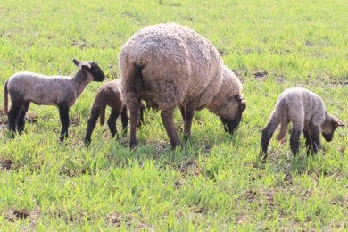 Schafe beim Fressen auf der Weide
