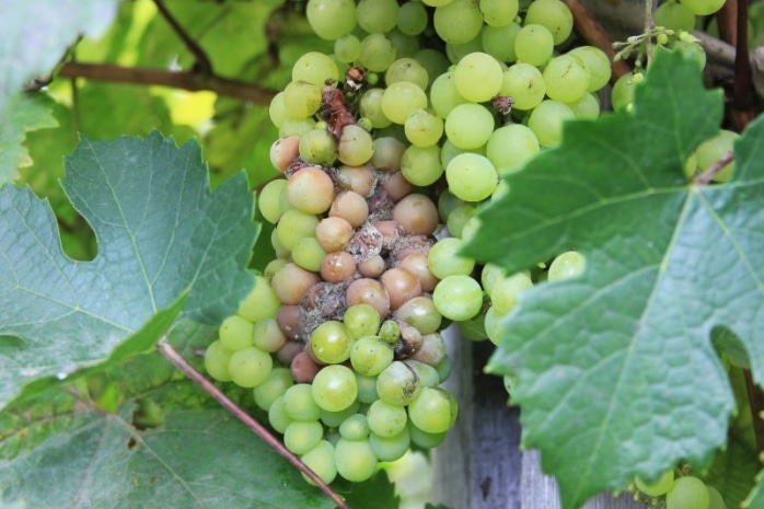 Weintrauben - Boytrytis cinerea