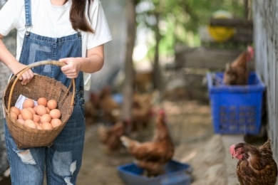 Junge Frau sammelt Eier im Hühnerstall