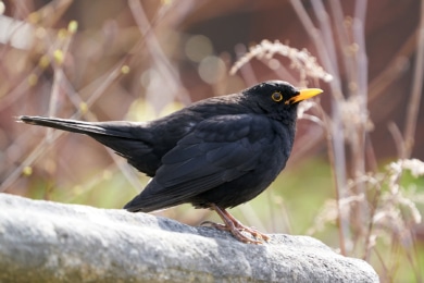 Wie lange brüten Amseln? | Infos zur Brutzeit