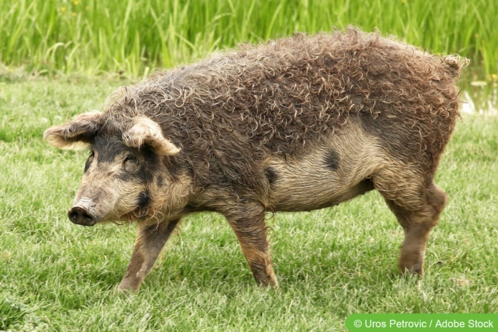 Wollschwein (Mangalitza-Schwein)