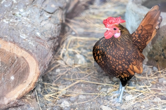 Zwerghuhn - Sebright-Huhn