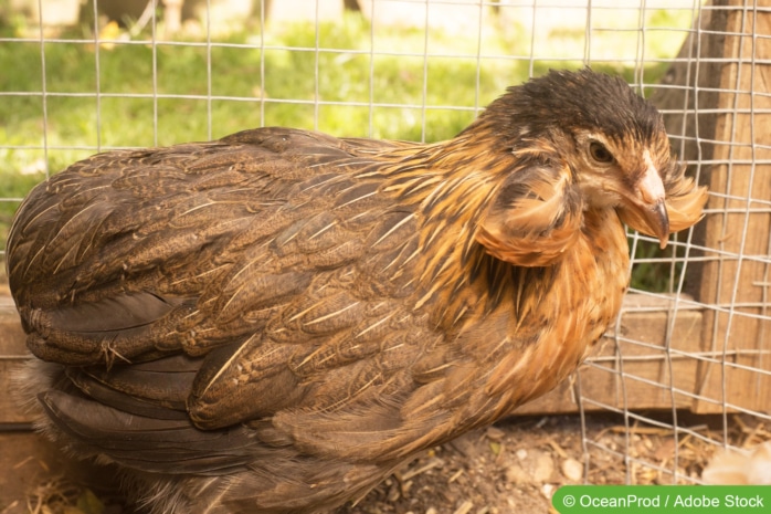 Araucana-Huhn