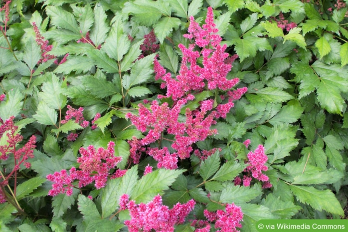 Astilbe japonica 'Red Sentinel'