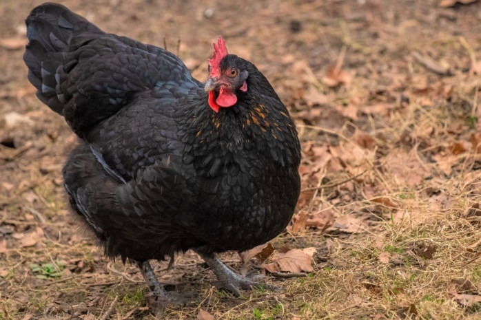 Australorp-Henne