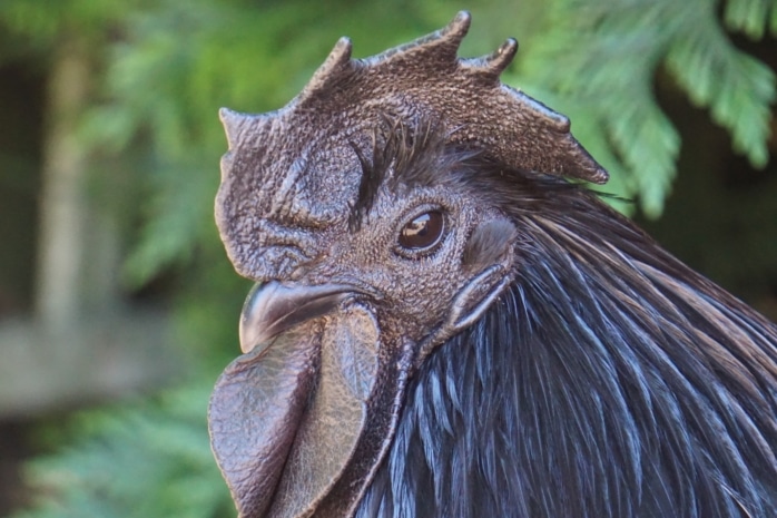 Ayam Cemani-Hahn