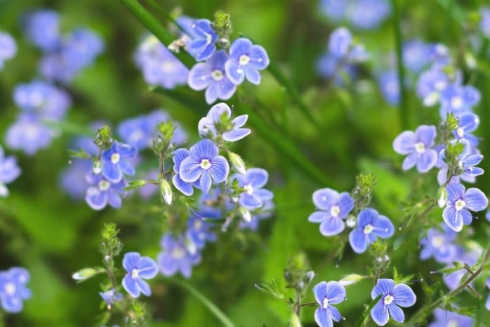 Bachbunge (Veronica beccabunga)