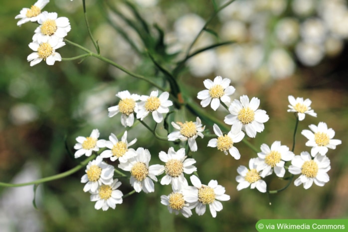 Sumpfgarbe (Achillea ptarmica)