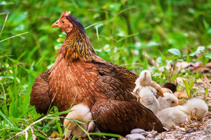 Brabanter Huhn - Henne mit Küken