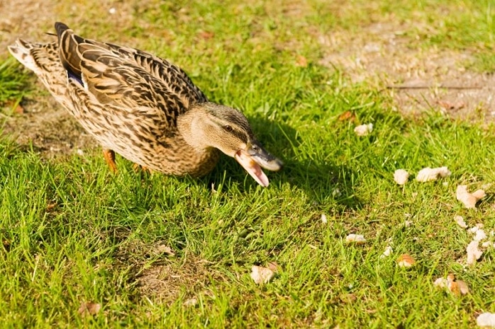 Ente frisst Brot