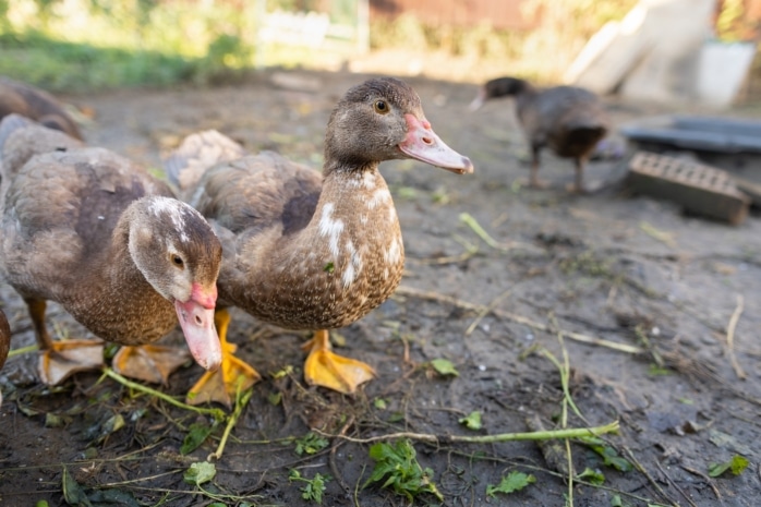 Enten fressen Pflanzen