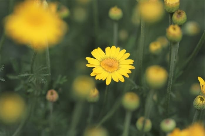 Färber-Hundskamille (Anthemis tinctoria)