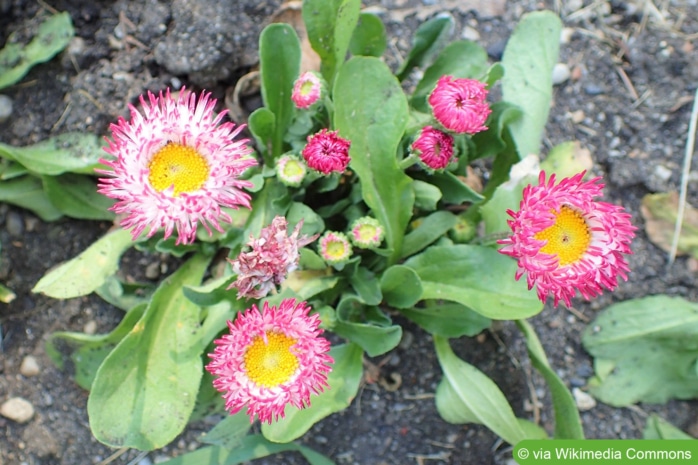 Gänseblümchen (Bellis perennis 'Habanera weiß mit roten Spitzen')