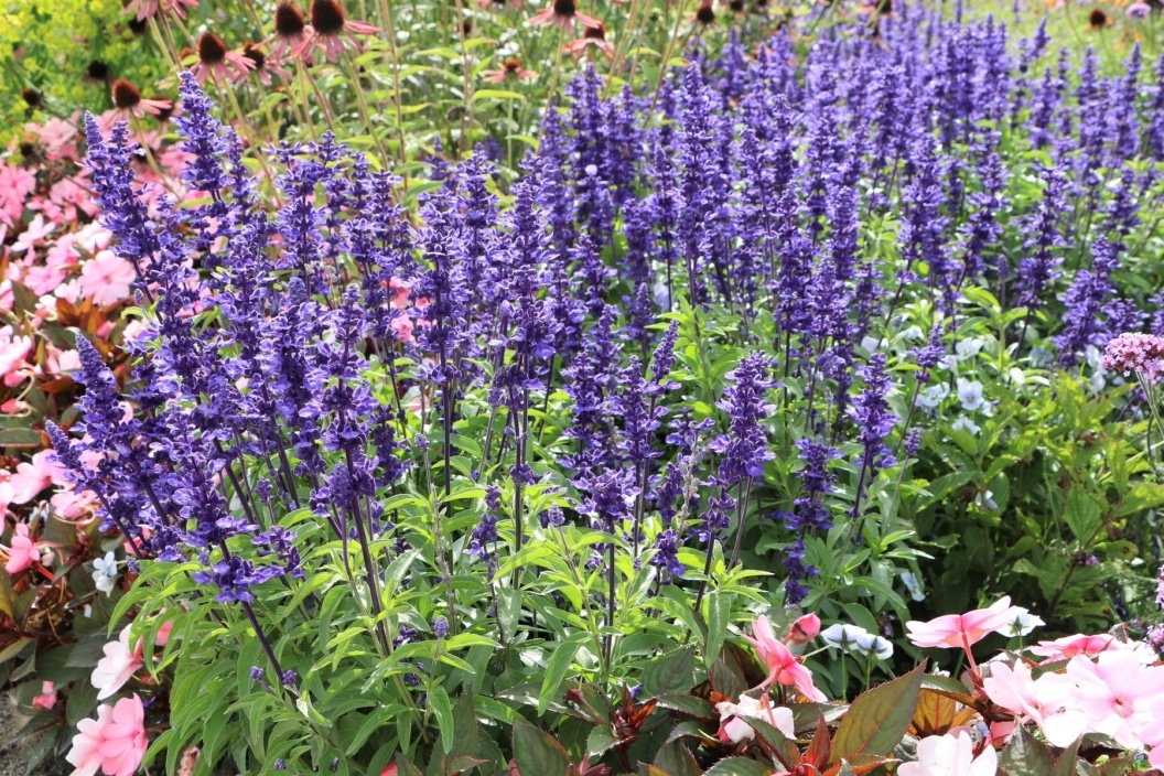 Mittagsblume, Mesembryanthemum Pflege und Schneiden