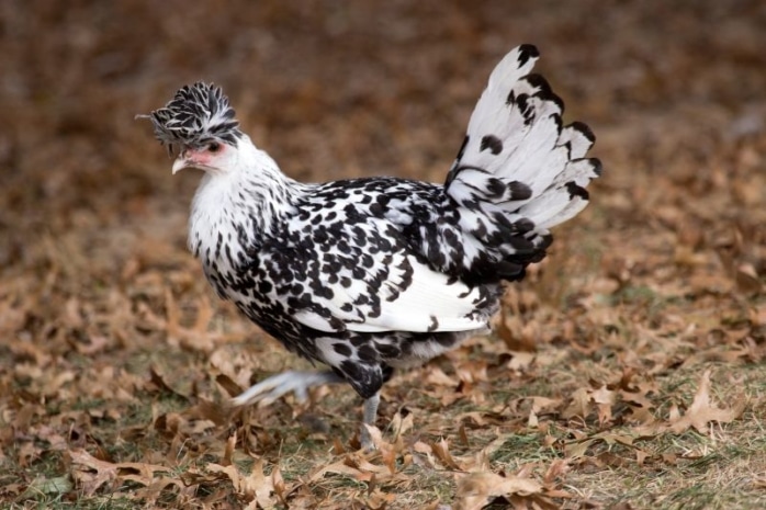 Appenzeller Spitzhauben Huhn