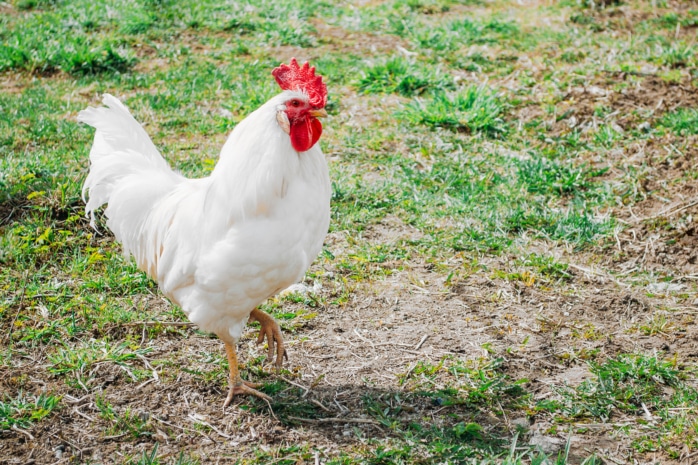 Bresse, weißes Huhn