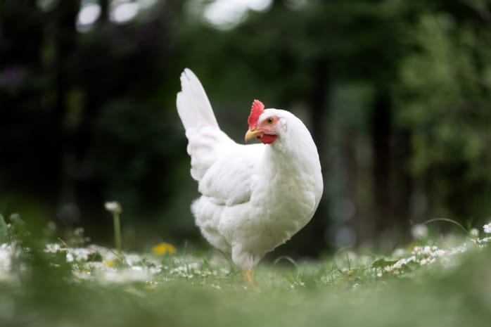 Leghornhuhn, weißes Huhn