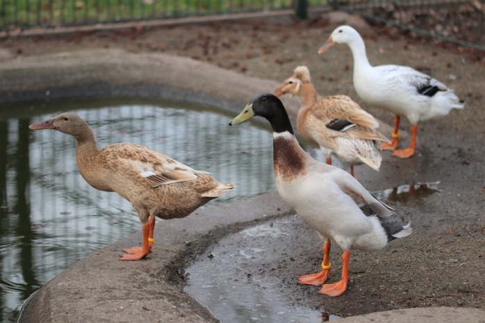 Indische Laufenten an Teich