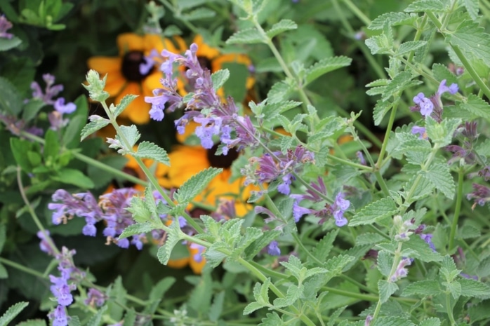 Blaue Katzenminze (Nepeta x faassenii 'Walker's Low')