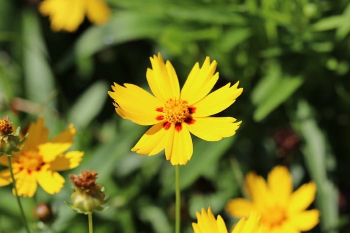 Lanzettblättriges Mädchenauge (Coreopsis lanceolata 'Sterntaler')