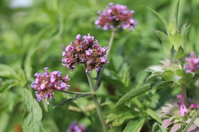 Patagonisches Eisenkraut (Verbena bonariensis 'Purple Tower')