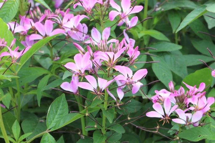 Prachtkerze (Gaura lindheimeri)