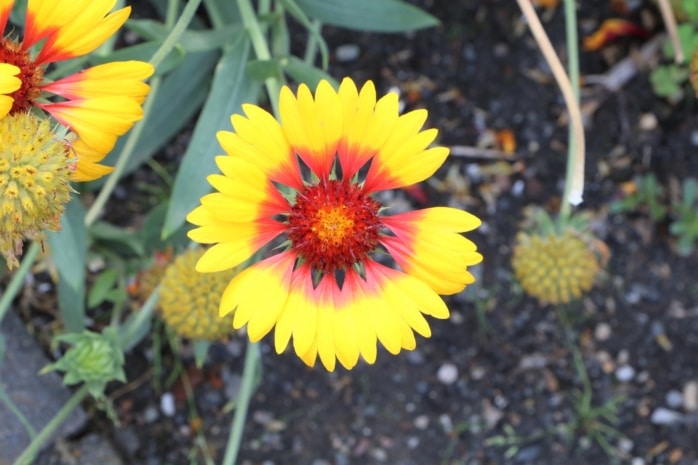 Prärie-Kokardenblume (Gaillardia aristata)