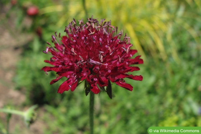 Purpur-Witwenblume (Knautia macedonia)