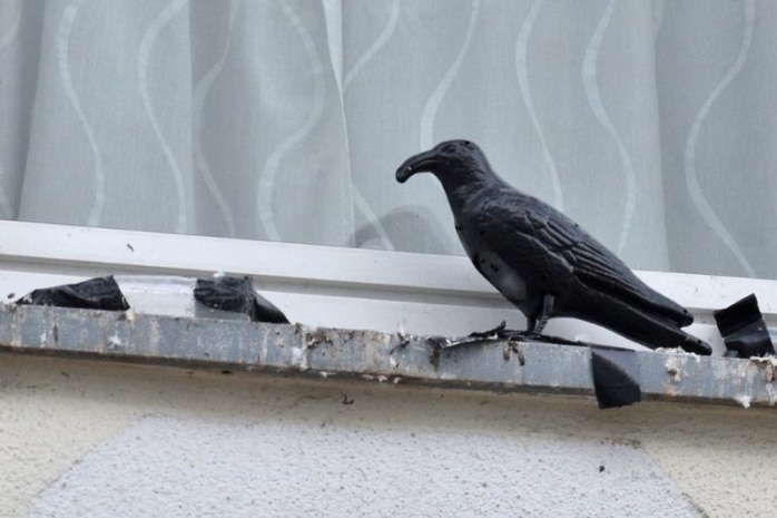 Ravenvogelattrappe auf Fensterbrett