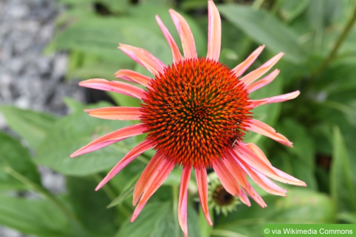 Roter Sonnenhut (Echinacea purpurea 'Sunset')