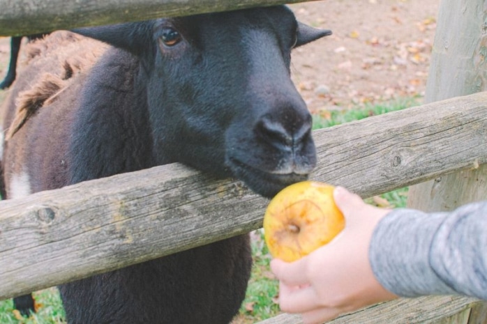 Hand hält Schaf ganzen Apfel hin