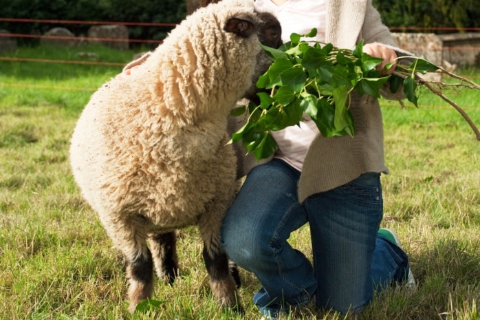 Junges Mädchen füttert Schaf mit Blättern und Zweigen eines Laubbaums