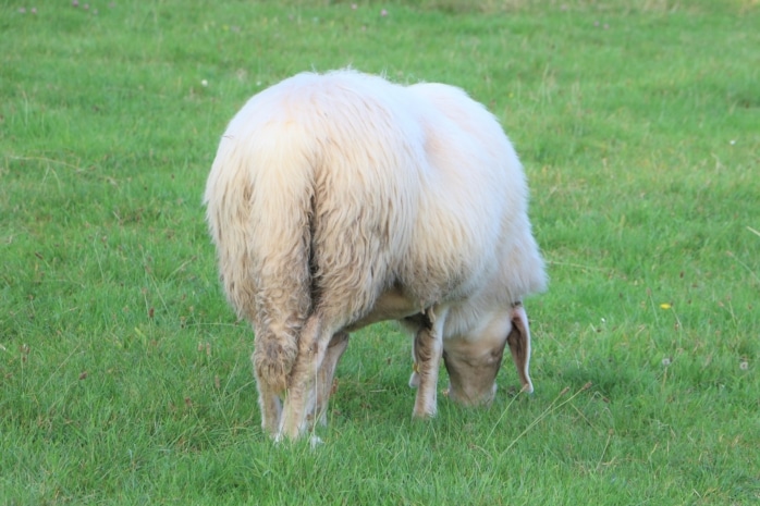 Schaf steht auf Wiese und frisst Gras