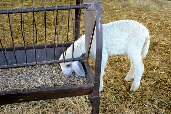 Junges Schaf frisst aus Raufe