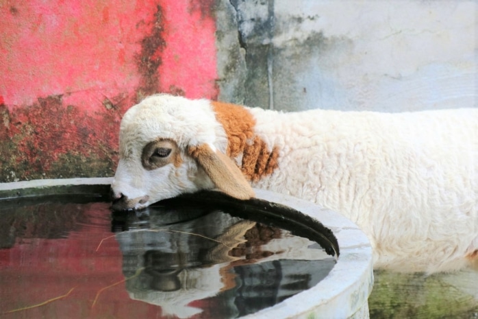 Junges Schaf trinkt Wasser aus Trog