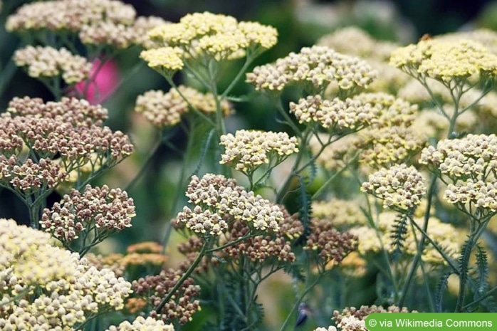 Schafgarbe (Achillea millefolium 'Terracotta')