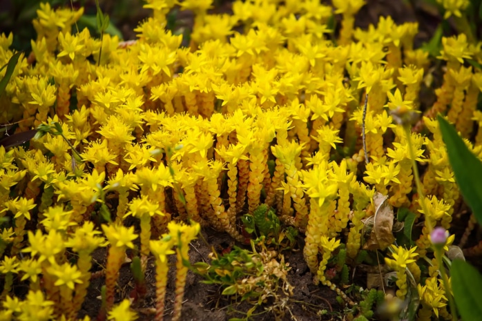 Scharfer Mauerpfeffer (Sedum acre)