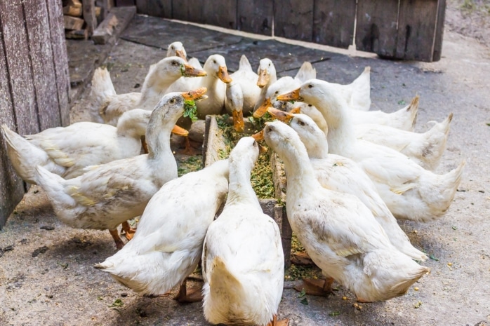 Was dürfen Enten fressen - Pekingenten an Futterstelle