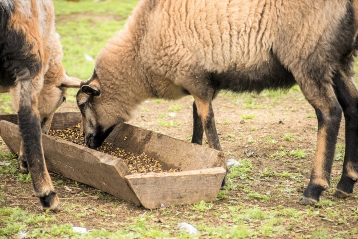 Was dürfen Schafe fressen