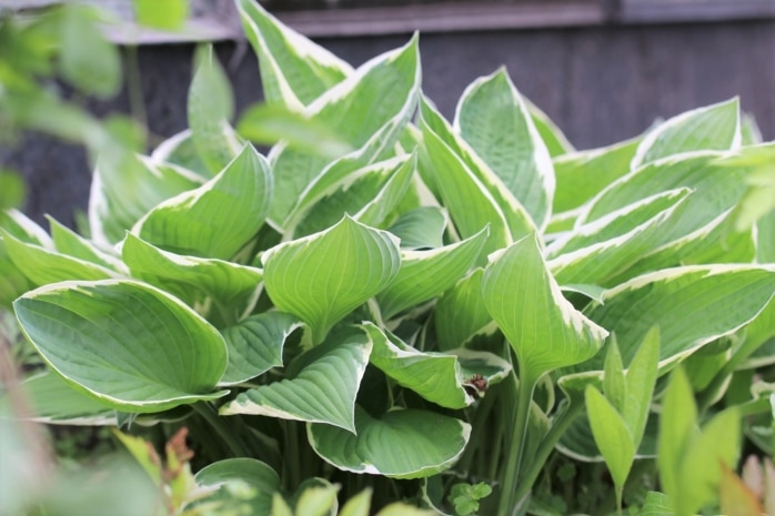 Weißrandige Graublatt-Funkie (Hosta x fortunei 'Francee')