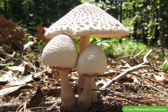 Büscheliger Eberlingsschirmling (Leucoagaricus americanus)