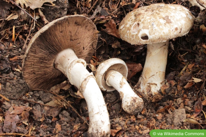 Gegürtelter Champignon (Agaricus subperonatus)